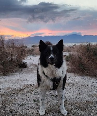 Dog Bark Park - Yuma, AZ