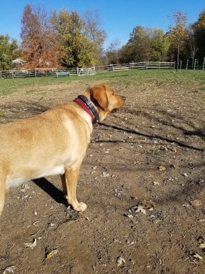 Grove Run Dog Park