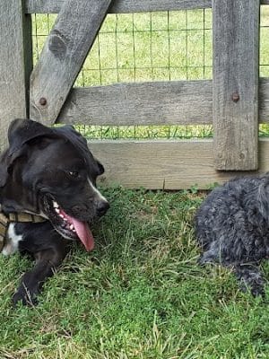 Grove Run Dog Park