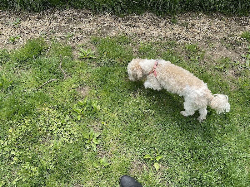 Grove Run Dog Park - Abington, PA
