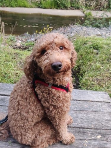 Grove Run Dog Park