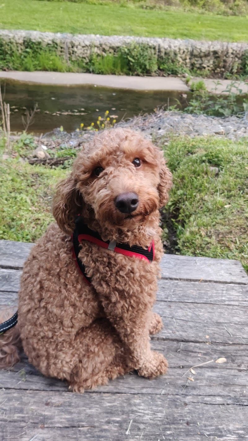 Grove Run Dog Park - Abington, PA