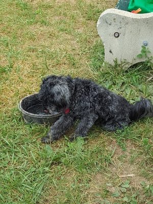 Grove Run Dog Park