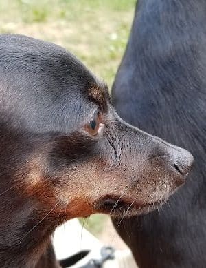 Grove Run Dog Park