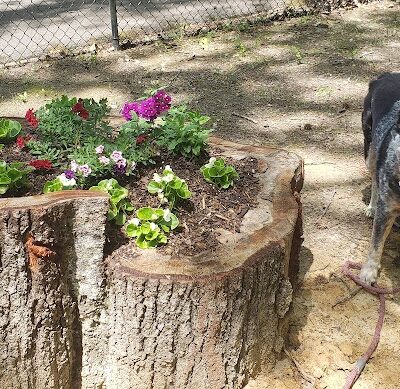 Adamsville Bark Park - Adamsville, AL