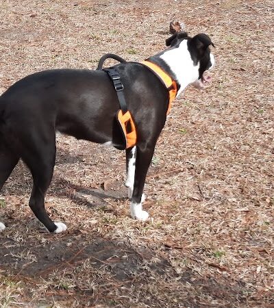 Adamsville Bark Park - Adamsville, AL