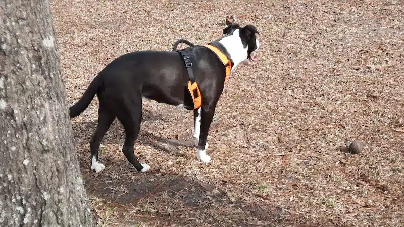 Adamsville Bark Park - Adamsville, AL