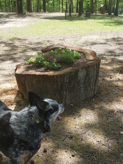 Adamsville Bark Park - Adamsville, AL
