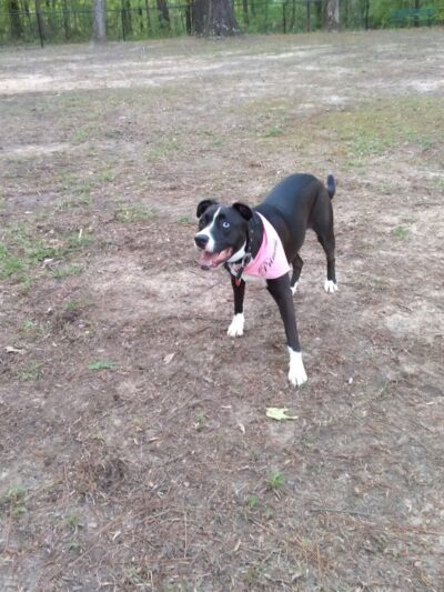 Adamsville Bark Park - Adamsville, AL
