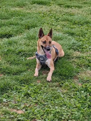 Albemarle Parks & Recreation Dog Park