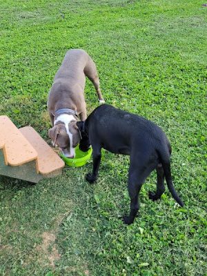 Albemarle Parks & Recreation Dog Park