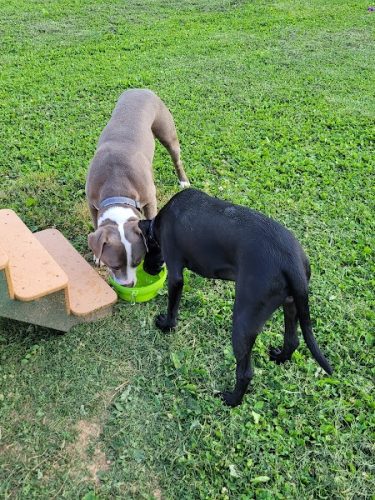 Albemarle Parks & Recreation Dog Park