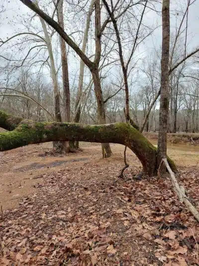 Risers Park - Alpine, AL