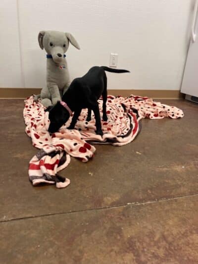 City of Alvarado's Animal Control - Alvarado, TX