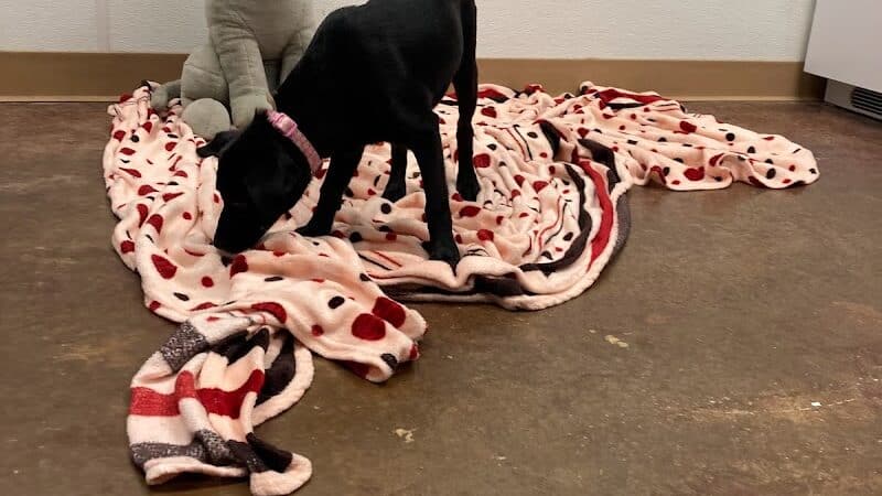City of Alvarado's Animal Control - Alvarado, TX