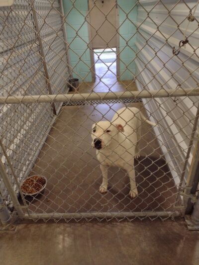 City of Alvarado's Animal Control - Alvarado, TX