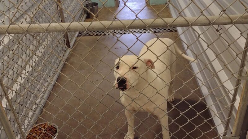 City of Alvarado's Animal Control - Alvarado, TX