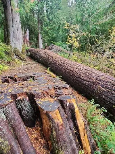 July Creek Picnic Area Trailhead - Amanda Park, WA