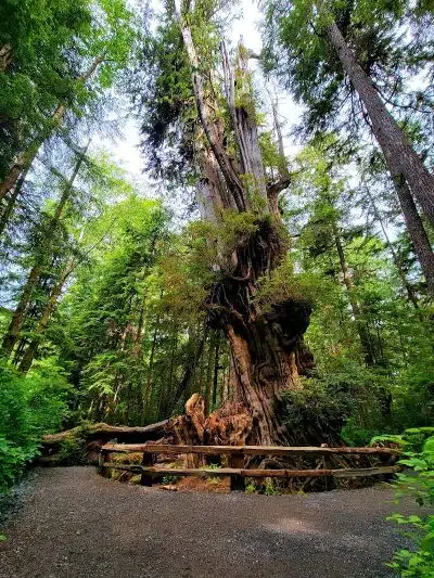 July Creek Picnic Area Trailhead - Amanda Park, WA