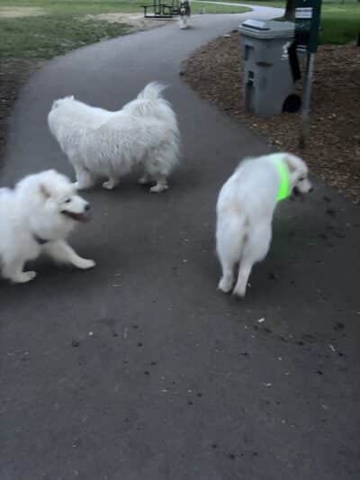 Art Dye Dog Park - American Fork, UT