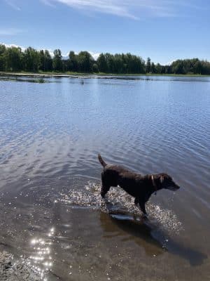 Connors Bog Dog Park