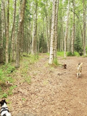 Connors Bog Dog Park