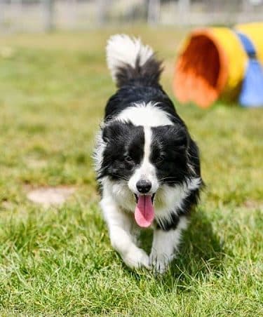 Connors Bog Dog Park