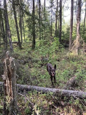 Connors Bog Dog Park