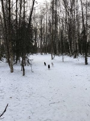 Connors Bog Park