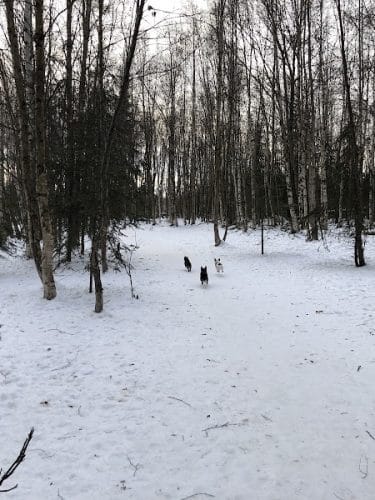 Connors Bog Park