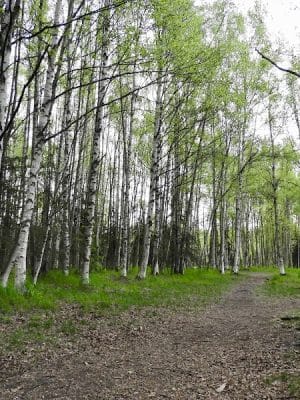 Connors Bog Park