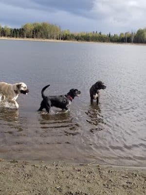 Connors Bog Park