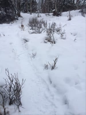 North Gasline Trail Dog Park