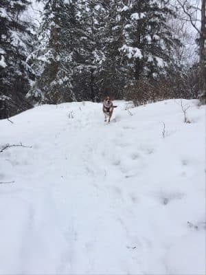 North Gasline Trail Dog Park