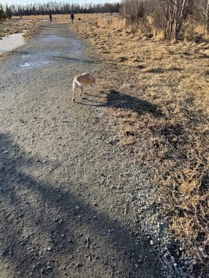 South Anchorage Dog Park