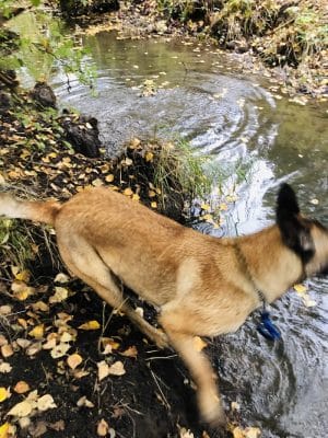 South Anchorage Dog Park