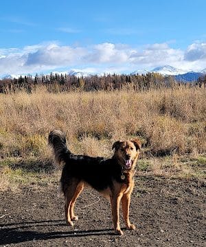 South Anchorage Dog Park