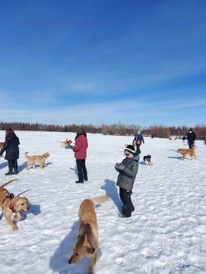 South Anchorage Dog Park