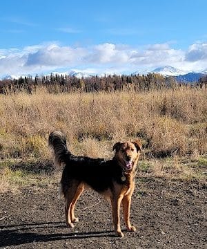 South Anchorage Dog Park