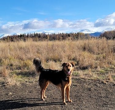 South Anchorage Dog Park