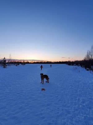 South Anchorage Dog Park