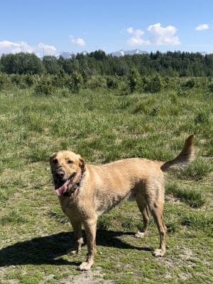 South Anchorage Dog Park