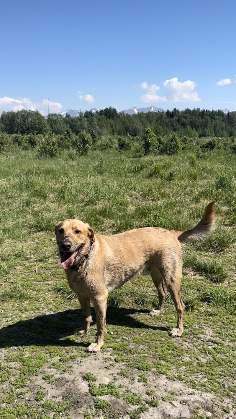 South Anchorage Dog Park - Anchorage, AK