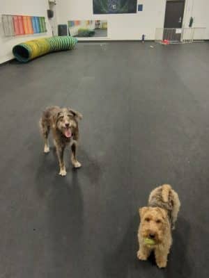 The Paw Room