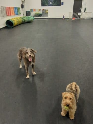 The Paw Room