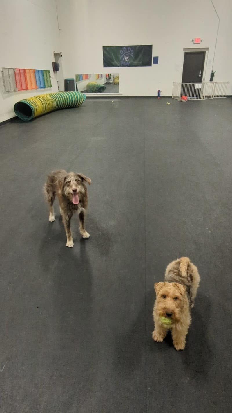 The Paw Room - Anchorage, AK