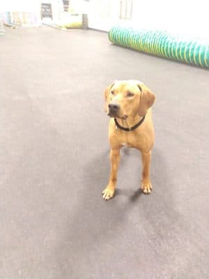 The Paw Room