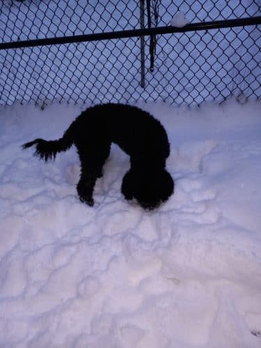 Valley of the Moon Dog Park