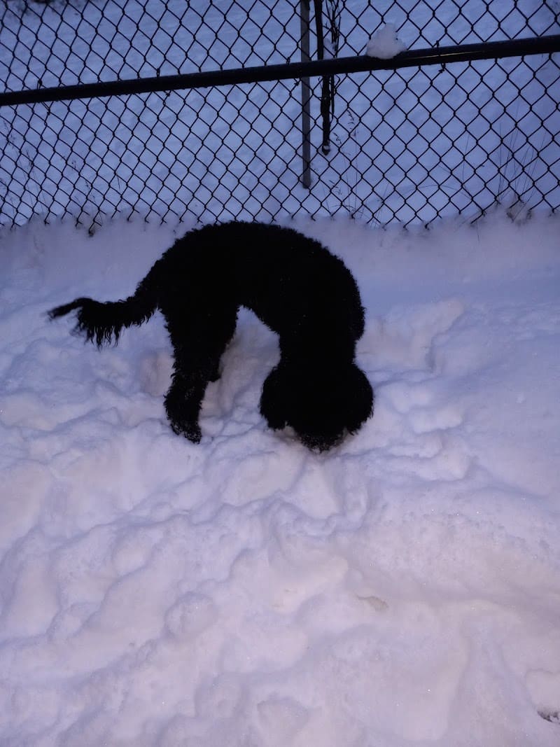 Valley of the Moon Dog Park - Anchorage, AK