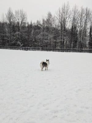 Valley of the Moon Dog Park
